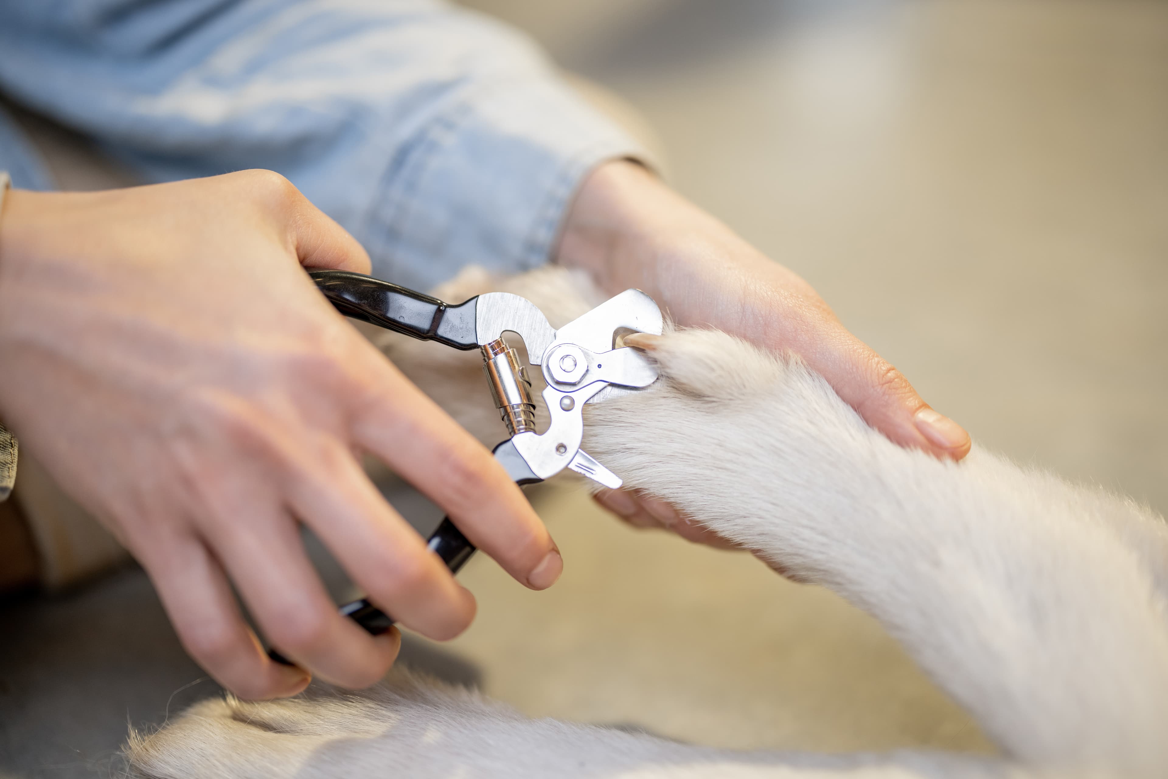 nail cutter image