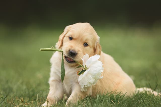 image of dog with a white flower in mouth