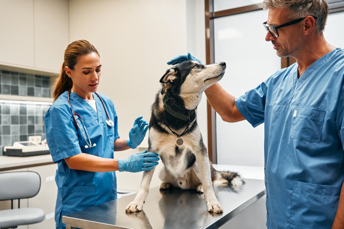 Veterinarian performing surgery